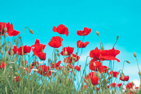 Red poppy flower in fieldの写真素材