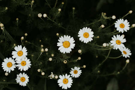 white flower on dark green background.の写真素材