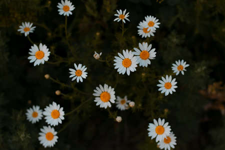 white flower on dark green background.の写真素材
