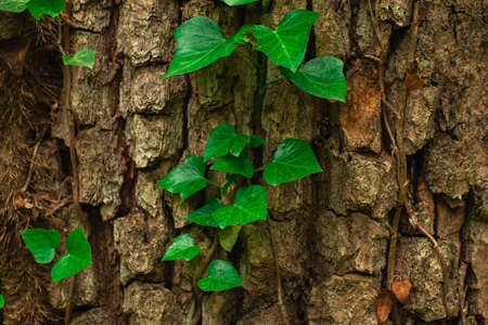 green leaves on the treeの写真素材