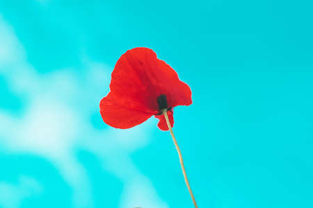 Red poppy flower in fieldの写真素材