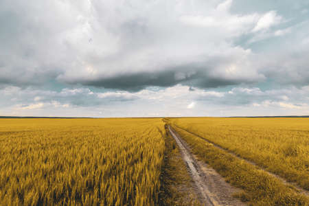 wheat field under sunset cloud skyの写真素材