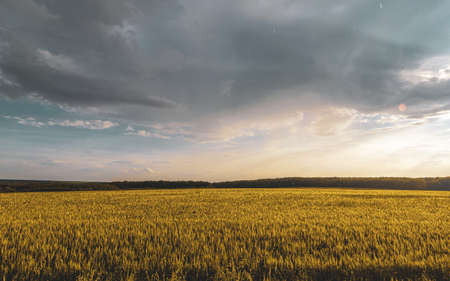 wheat field under sunset cloud skyの写真素材