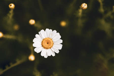 white flower on dark green background.の写真素材