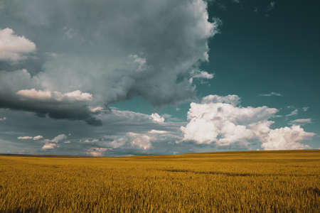 wheat field under sunset cloud skyの写真素材