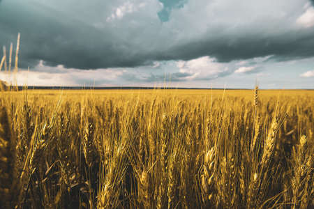 wheat field under sunset cloud skyの写真素材