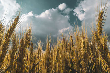 wheat field under sunset cloud skyの写真素材