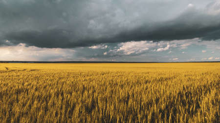 wheat field under sunset cloud skyの写真素材