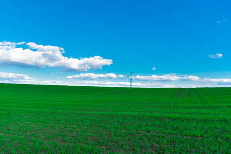 Wheat field . green field with ears of wheat in the summerの写真素材