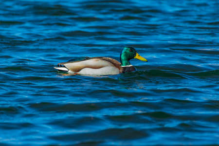 Mallard Drake with bright green headの写真素材