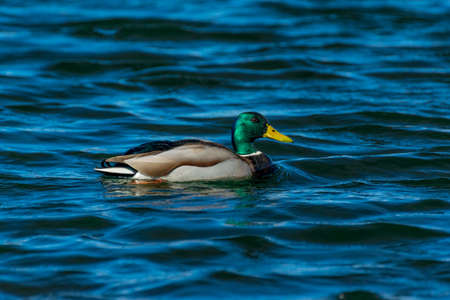 Mallard Drake with bright green headの写真素材