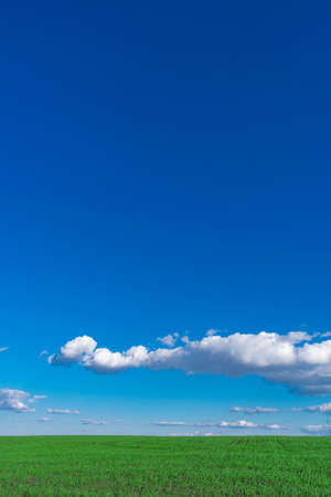 Wheat field . green field with ears of wheat in the summerの写真素材