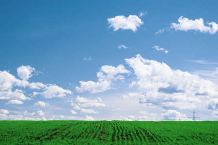 Wheat field . green field with ears of wheat in the summerの写真素材