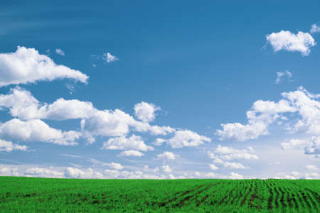 Wheat field . green field with ears of wheat in the summerの写真素材