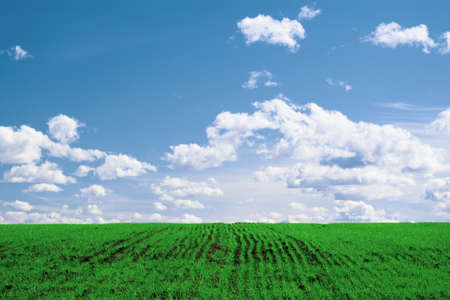Wheat field . green field with ears of wheat in the summerの写真素材