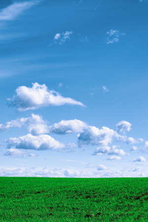 Wheat field . green field with ears of wheat in the summerの写真素材