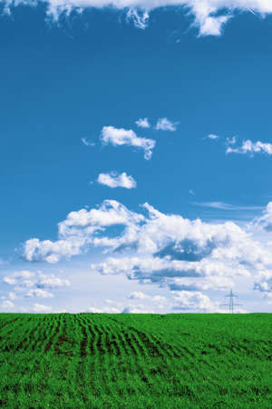 Wheat field . green field with ears of wheat in the summerの写真素材
