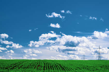 Wheat field . green field with ears of wheat in the summerの写真素材