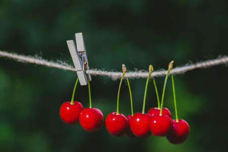 Cherries on the string in the garden on a sunny dayの写真素材