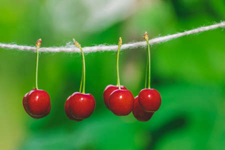 Cherries on the string in the garden on a sunny dayの写真素材