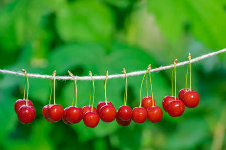 Cherries on the string in the garden on a sunny dayの写真素材