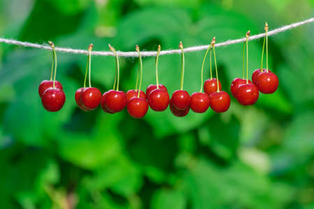 Cherries on the string in the garden on a sunny dayの写真素材
