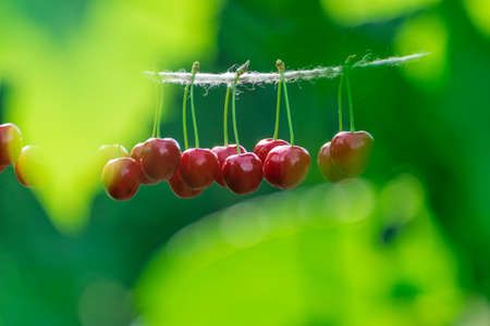 Cherries on the string in the garden on a sunny dayの写真素材