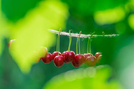 Cherries on the string in the garden on a sunny dayの写真素材