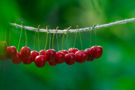 Cherries on the string in the garden on a sunny dayの写真素材