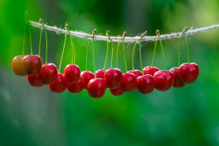 Cherries on the string in the garden on a sunny dayの写真素材