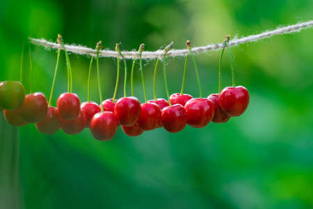 Cherries on the string in the garden on a sunny dayの写真素材