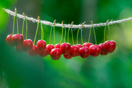 Cherries on the string in the garden on a sunny dayの写真素材