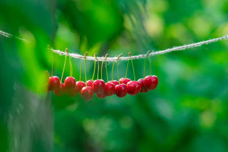 Cherries on the string in the garden on a sunny dayの写真素材