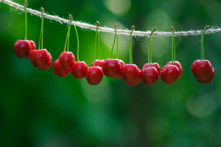 Cherries on the string in the garden on a sunny dayの写真素材