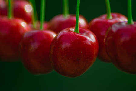 Cherries on the string in the garden on a sunny dayの写真素材