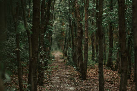 Trees in a green forestの写真素材
