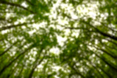 background blurred from trees seen from below, wide angleの写真素材