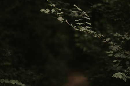 green leaves on the treeの写真素材
