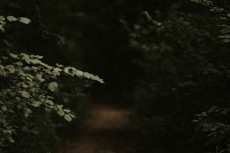 green leaves on the treeの写真素材
