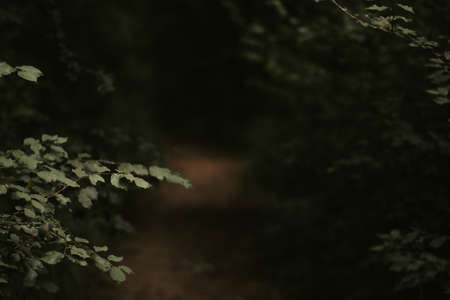 green leaves on the treeの写真素材