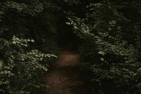green leaves on the treeの写真素材