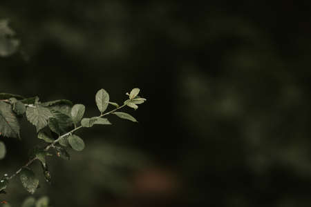 green leaves on the treeの写真素材