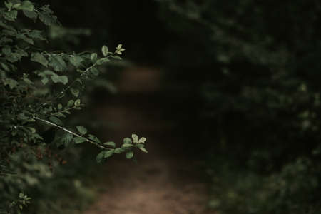 green leaves on the treeの写真素材