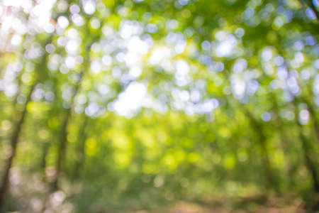 background blurred from trees seen from below, wide angleの写真素材