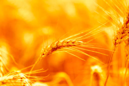 golden wheat field and sunny dayの写真素材