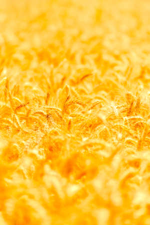 golden wheat field and sunny dayの写真素材