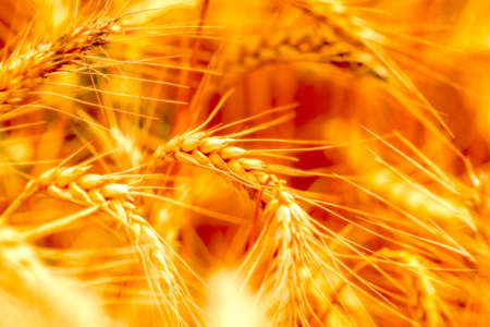golden wheat field and sunny dayの写真素材