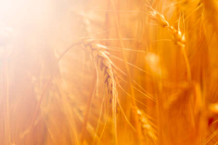 golden wheat field and sunny dayの写真素材