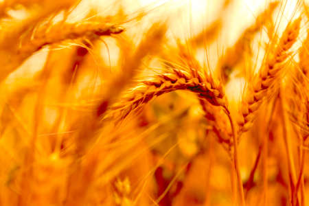 golden wheat field and sunny dayの写真素材