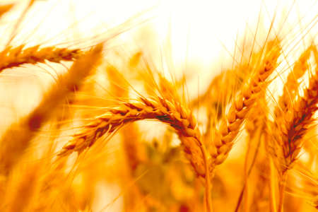 golden wheat field and sunny dayの写真素材